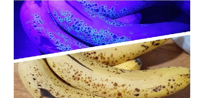 Guy accidentally examined a banana under UV light and realized that he ...